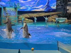 -海合安武汉极地海洋公园