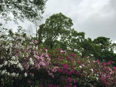 -太鲁阁公园