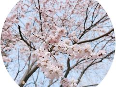 -桃花堤公园