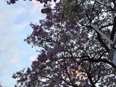 -滇铺子·云南特色菜·第九届野生菌美食节(曲靖万达店)