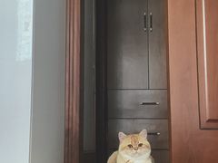 -东方名猫馆·英短金渐层布偶猫舍(环线广场1号楼店)