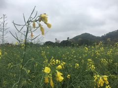 -红山村