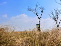 -春花秋色城市公园