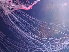 -欢乐海岸海洋奇梦馆