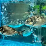 这一口‼️只有广东人懂它的含金量