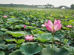 -天津东丽湖风景区