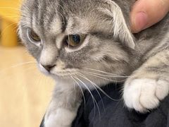 -有喵·猫咖·狗咖·40+猫狗有小奶狗(岗厦店)