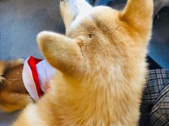 -喜柴咖啡·柴犬狗咖