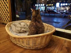 -猫友咖啡店(玉林西路店)
