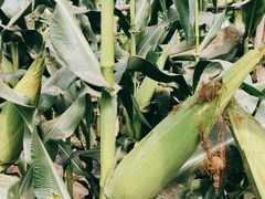 -庞各庄翠芳园西瓜蔬菜基地采摘园