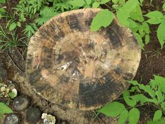 -黄海国家森林公园