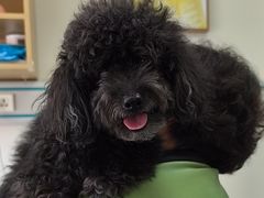 -美联众合动物医院·24h京西诊疗中心