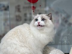 -爱洗澡的猫(天河路店)