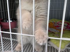 -翊宠yipet猫狗购宠庄园犬舍•猫舍