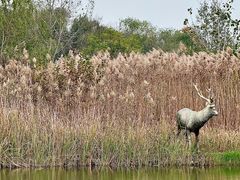 -溱湖国家湿地公园