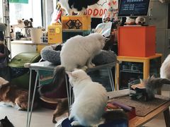 -平行世界·猫咖(首经贸店)