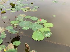 -映月湖公园