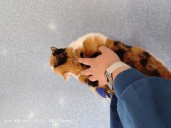 -佑安动物医院·全科·内窥镜中心(幸福巷店)