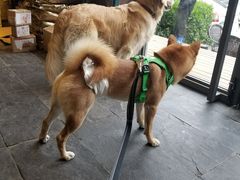 -百好乐宠物友好餐厅(朝外大街店)