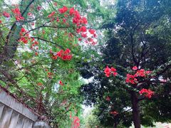 -小豆海棠(嘉兴路店)