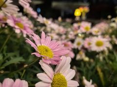 -Golden Lily河内巴黎法越料理餐厅(建国西路店)