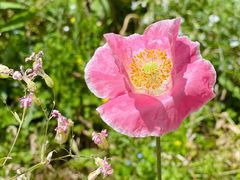 -长兴慧子土特产茶行