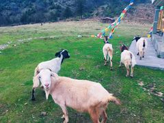 -硗碛藏寨·神木垒景区