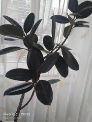 -HEYAN荷妍专业脱毛连锁机构