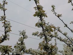 -树山生态村