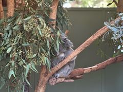 -费瑟代尔野生动物园