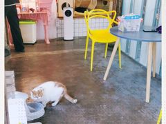 -喵屿·大理花园猫咖