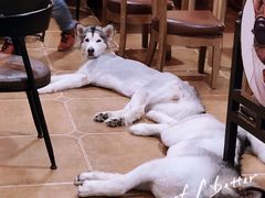 -李小姐の猫咖啡馆(五角场店)