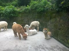 -深圳野生动物园