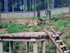 -石家庄市动物园