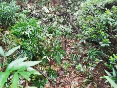-南山植物园
