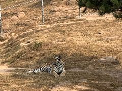 -西霞口神雕山野生动物世界
