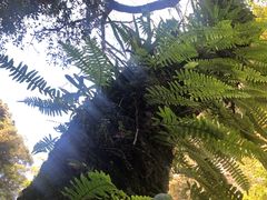 -石台牯牛降景区
