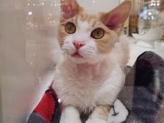 -1013 PET SHOP精品宠物商店(丁香店)