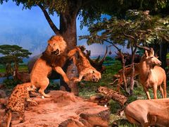 -国家自然博物馆