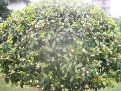 景点-朱家角课植园