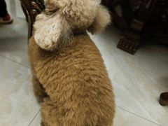 -宠颐生猫科·内科皮肤科(西平世纪城店)