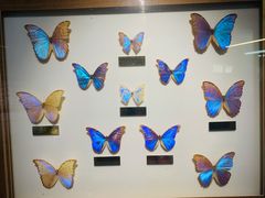 -上海昆虫博物馆