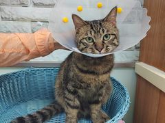 -纳吉亚猫专科动物医院博雅分院