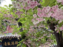 -洛阳白马寺