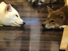 -豆柴町-柴犬主题狗咖(红鼎国际C座店)