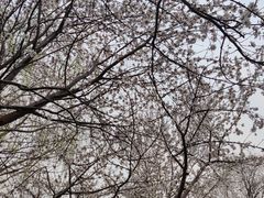 -桃花堤公园