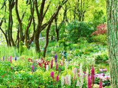 -上海共青森林公园