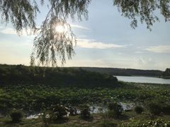 -丁香湖公园