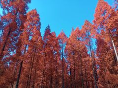 -黄海国家森林公园