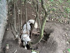 -哈尔滨北方森林动物园
